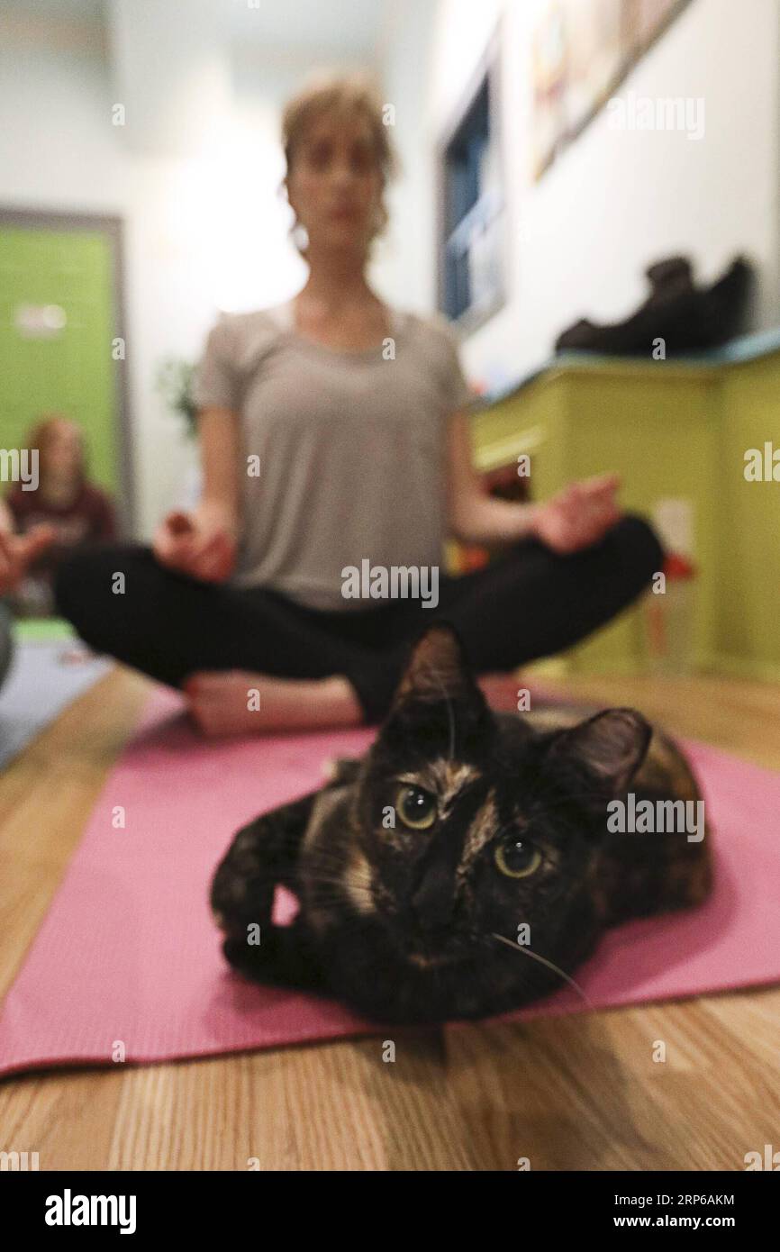 (190107) -- HOUSTON, 7 gennaio 2019 -- Un gatto è visto sul tappetino di un partecipante allo yoga mentre ha una lezione di yoga presso l'El Gato Coffeehouse, un Cat Cafe a Houston, Texas, Stati Uniti, il 6 gennaio 2019. Durante la lezione di Yoga con gatti, i gatti camminano liberamente tra i tappetini delle persone. I partecipanti allo yoga hanno detto che è stata un'esperienza calma e divertente con i gatti. ) U.S.-HOUSTON-YOGA-CATS Yi-ChinxLee PUBLICATIONxNOTxINxCHN Foto Stock