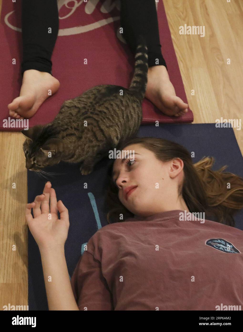 (190107) -- HOUSTON, 7 gennaio 2019 -- Un gatto è visto su un tappetino per partecipanti allo yoga all'El Gato Coffeehouse, un Cat Cafe a Houston, Texas, Stati Uniti, il 6 gennaio 2019. Durante la lezione di Yoga con gatti, i gatti camminano liberamente tra i tappetini delle persone. I partecipanti allo yoga hanno detto che è stata un'esperienza calma e divertente con i gatti. ) U.S.-HOUSTON-YOGA-CATS Yi-ChinxLee PUBLICATIONxNOTxINxCHN Foto Stock
