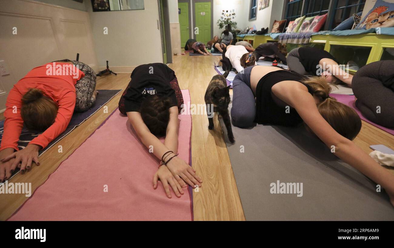 (190107) -- HOUSTON, 7 gennaio 2019 -- Un gatto cammina mentre i partecipanti allo yoga hanno una lezione di yoga all'El Gato Coffeehouse, un Cat Cafe a Houston, Texas, Stati Uniti, il 6 gennaio 2019. Durante la lezione di Yoga con gatti, i gatti camminano liberamente tra i tappetini delle persone. I partecipanti allo yoga hanno detto che è stata un'esperienza calma e divertente con i gatti. ) U.S.-HOUSTON-YOGA-CATS Yi-ChinxLee PUBLICATIONxNOTxINxCHN Foto Stock