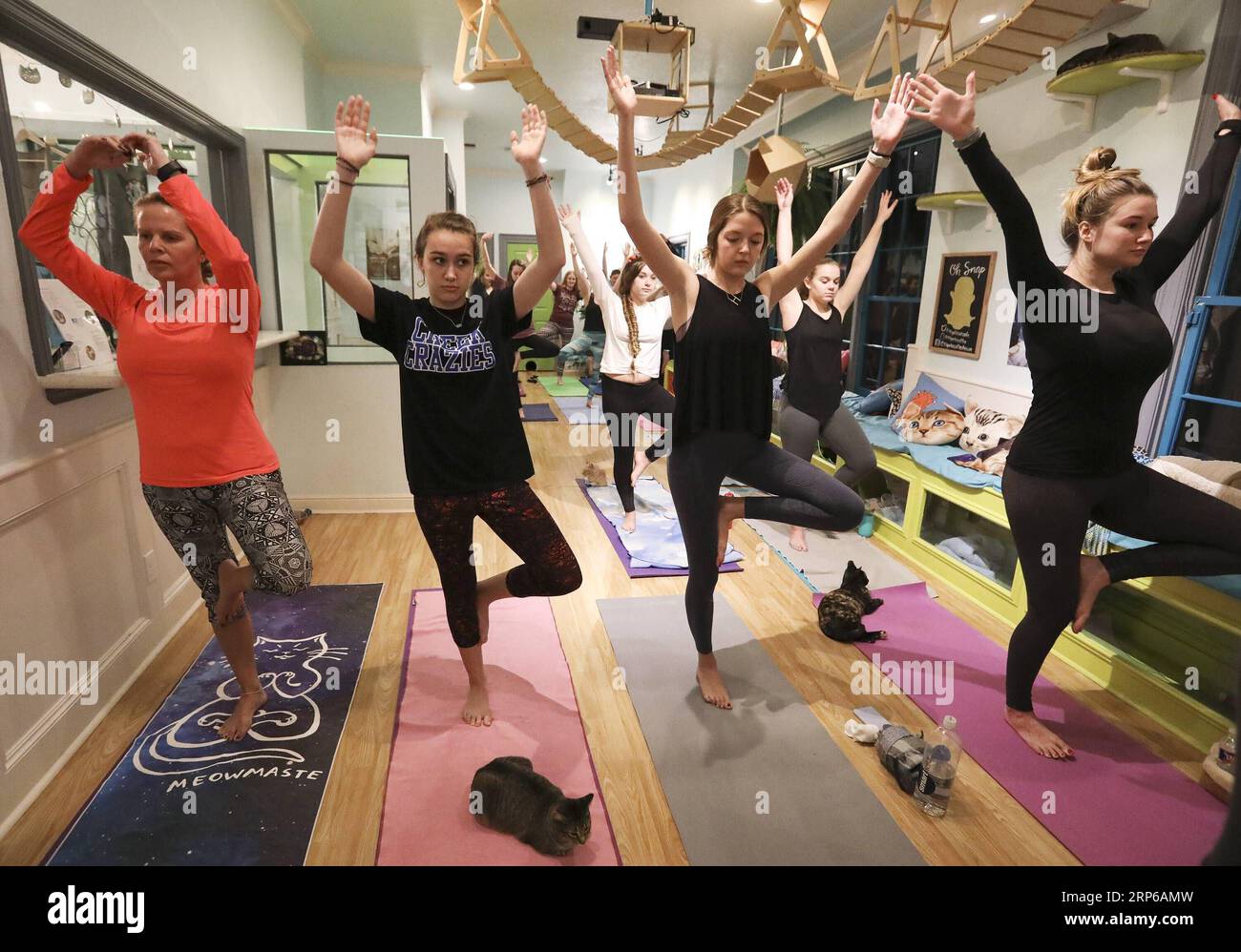(190107) -- HOUSTON, 7 gennaio 2019 -- i partecipanti allo yoga frequentano una lezione di yoga mentre i gatti si aggirano intorno all'El Gato Coffeehouse, un Cat Cafe a Houston, Texas, Stati Uniti, il 6 gennaio 2019. Durante la lezione di Yoga con gatti, i gatti camminano liberamente tra i tappetini delle persone. I partecipanti allo yoga hanno detto che è stata un'esperienza calma e divertente con i gatti. ) U.S.-HOUSTON-YOGA-CATS Yi-ChinxLee PUBLICATIONxNOTxINxCHN Foto Stock