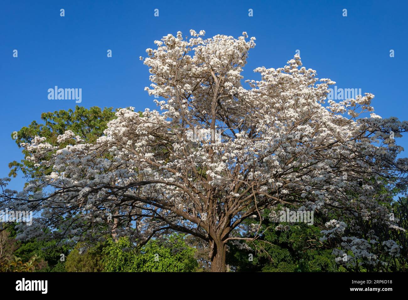 Fiori meravigliosi di un ipe bianco, Tabebuia roseo-alba (Ridley) Sandwith. Noto come "Ipê-branco", "Ipê-branco-do-cerrado", "Ipê-rosa" Foto Stock