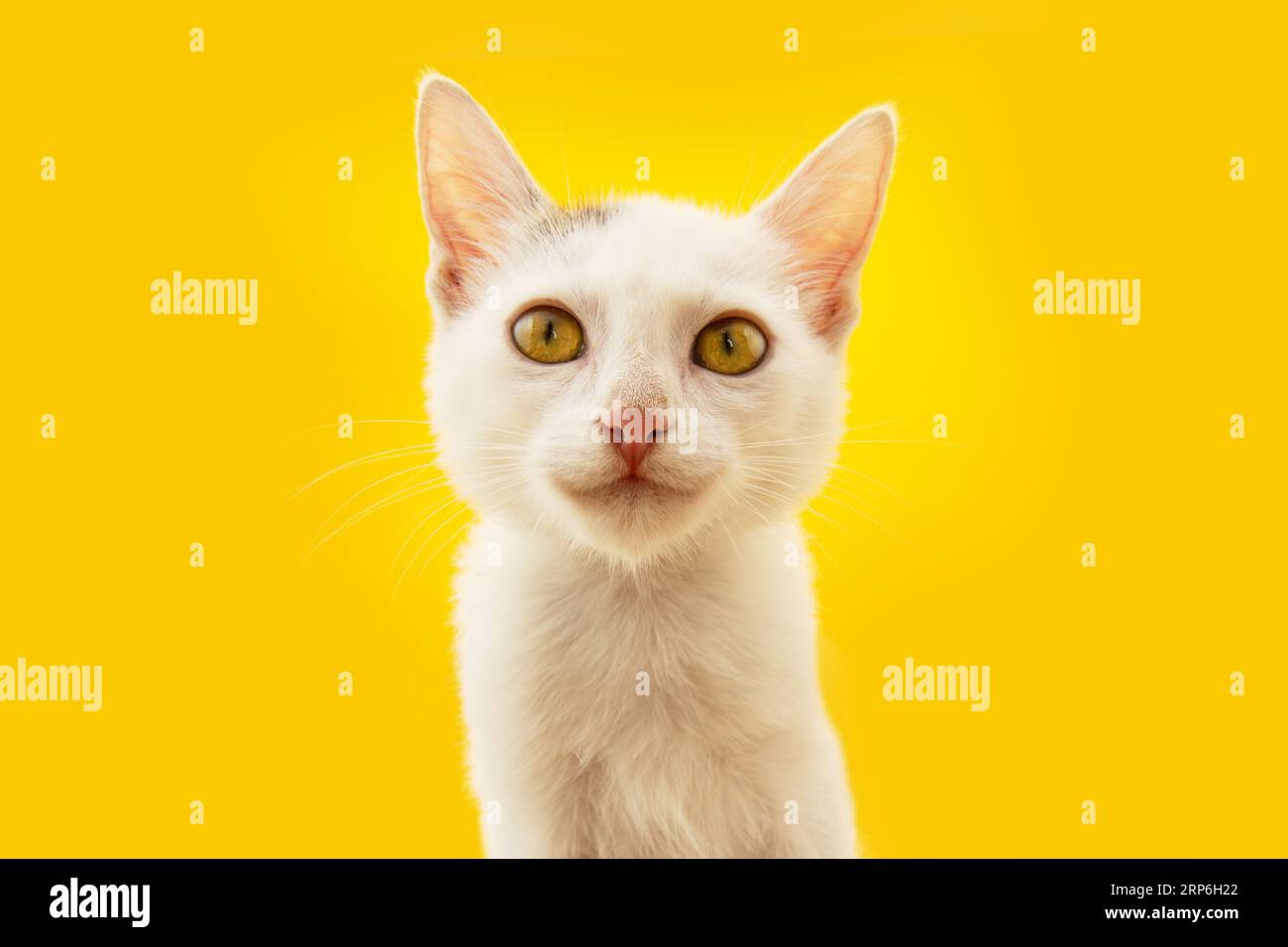 Ritratto gatto felice sorridente in estate o in primavera. Isolato su sfondo giallo Foto Stock