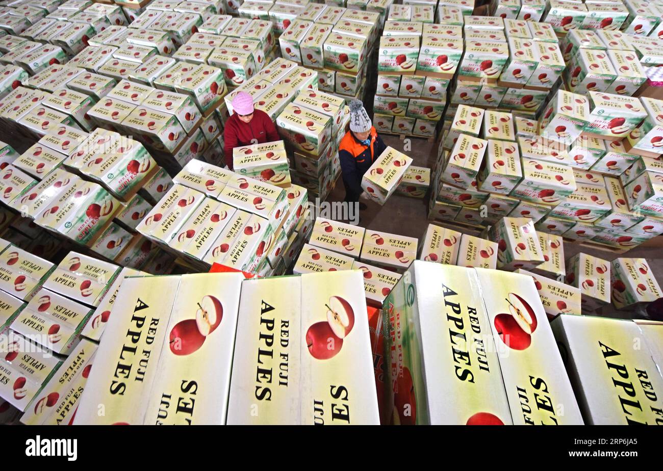 (190115) -- PECHINO, 15 gennaio 2019 -- gli agricoltori di una cooperativa di frutta trasportano mele pronte per essere esportate nella città di Zhongzhuang della contea di Yiyuan, provincia dello Shandong della Cina orientale, 4 gennaio 2018. Il commercio estero cinese è aumentato del 9,7% anno dopo anno fino a raggiungere un valore storico di 30,51 trilioni di yuan (circa 4,5 trilioni di dollari USA) nel 2018, ha detto lunedì l'Amministrazione generale delle dogane (GAC). Le esportazioni sono aumentate del 7,1% su base annua, raggiungendo i 16,42 trilioni di yuan lo scorso anno, mentre le importazioni sono cresciute del 12,9%, raggiungendo i 14,09 trilioni di yuan, con un surplus commerciale di 2,33 trilioni di yuan, che si è ridotto del 18,3% Foto Stock