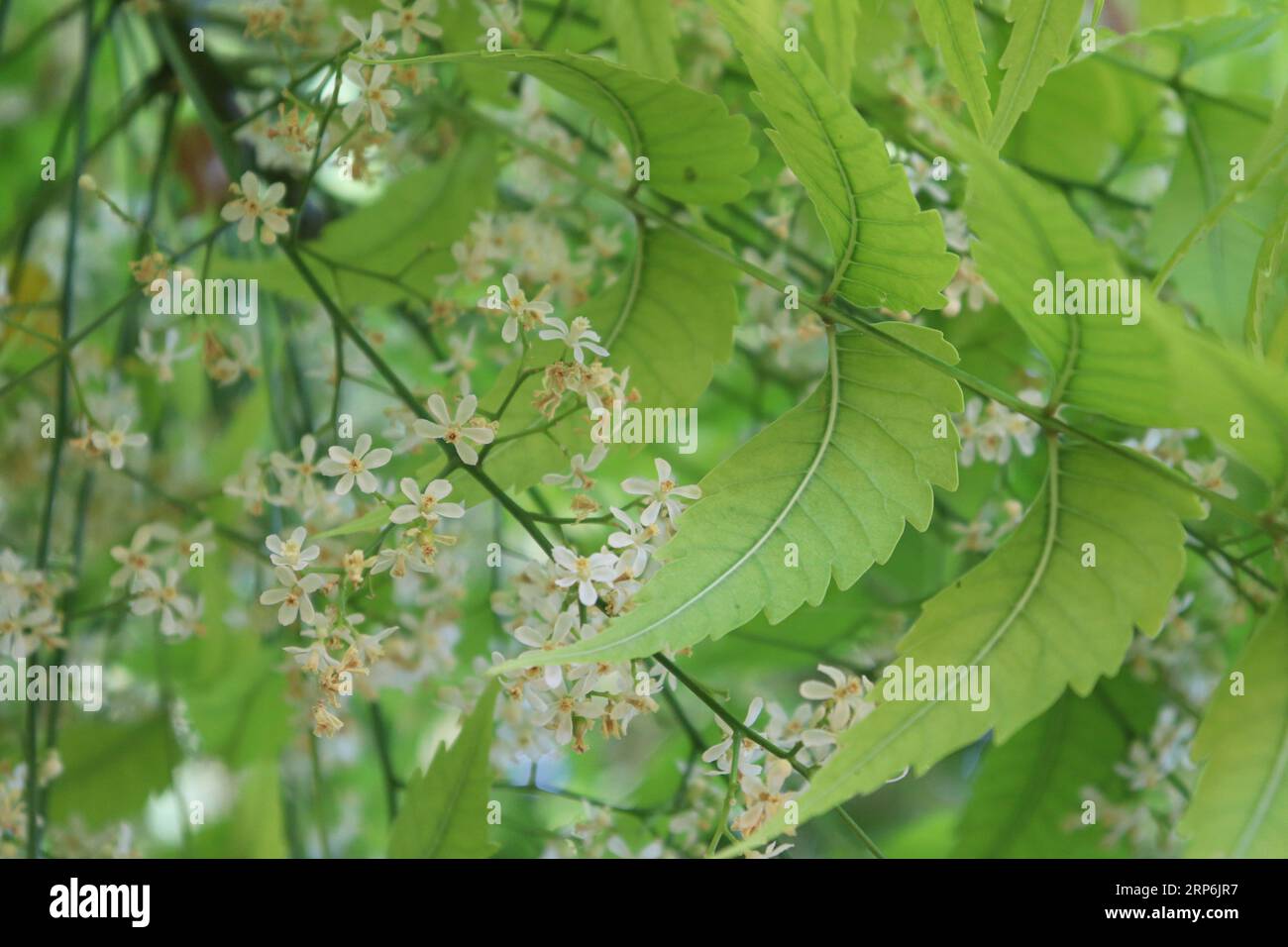 Fiori e foglie dell'albero di Neem (Azadirachta indica) Foto Stock