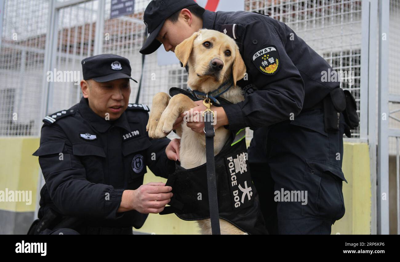 (190116) -- WUHAN, 16 gennaio 2019 (Xinhua) -- formatori Ding Yan (R) e Zhang Ning vestono il cane della polizia Pi te con un'uniforme a Wuhan, capitale della provincia di Hubei della Cina centrale, 15 gennaio 2019. PI te , un Labrador per la ricerca di ordigni esplosivi, è nato nel marzo 2018. È stato addestrato per 10 mesi e collaborerà con il pastore tedesco Heng Heng per la sicurezza delle ferrovie durante l'imminente corsa al Festival di Primavera. (Xinhua/Cheng min) CHINA-HUBEI-WUHAN-POLICE DOG-TRAINING (CN) PUBLICATIONxNOTxINxCHN Foto Stock