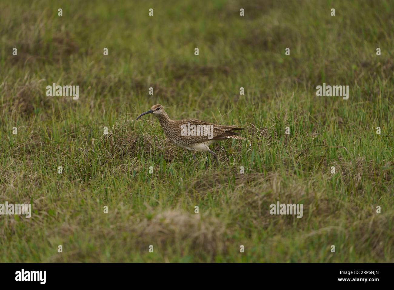 Numenius phaeopus Family Scolopacidae genere Numenius Eurasian whimbrel comune whimbrel White-rumped whimbrel Wild nature bird Photography, picture, wa Foto Stock