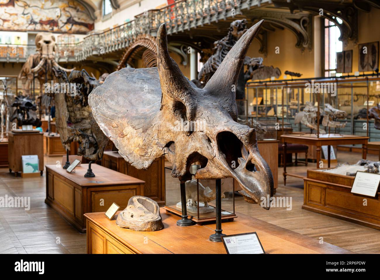Teschio di dinosauro di un Triceratops horridus in mostra nella Galleria di Paleontologia e anatomia comparata situata nel Jardin des plantes a Parigi Foto Stock