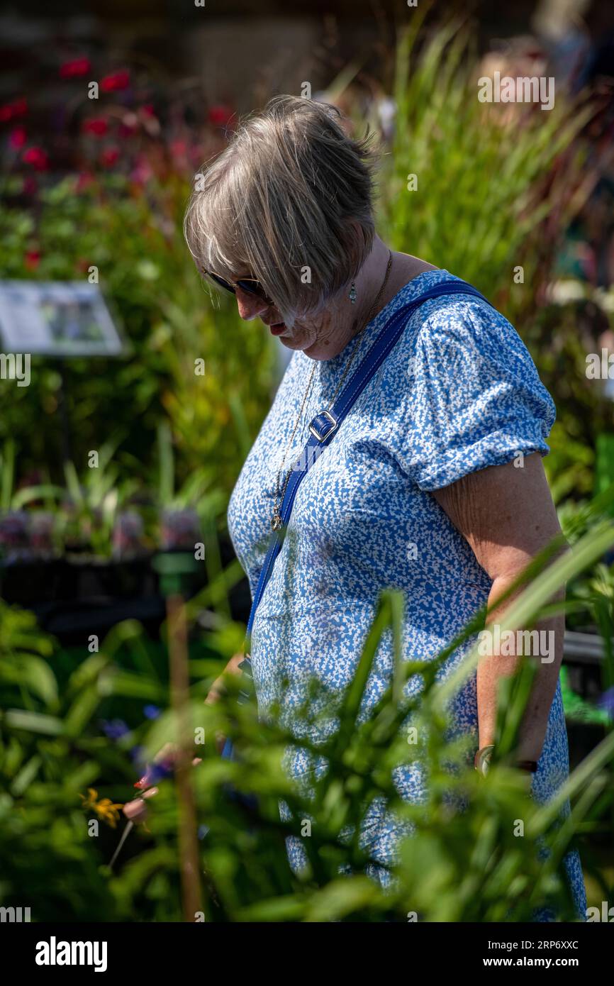 signora o donna che sceglie le piante e sfoglia le esposizioni di pantaloni e fiori in un centro giardino. signora che guarda piante e fiori al festival del giardino Foto Stock