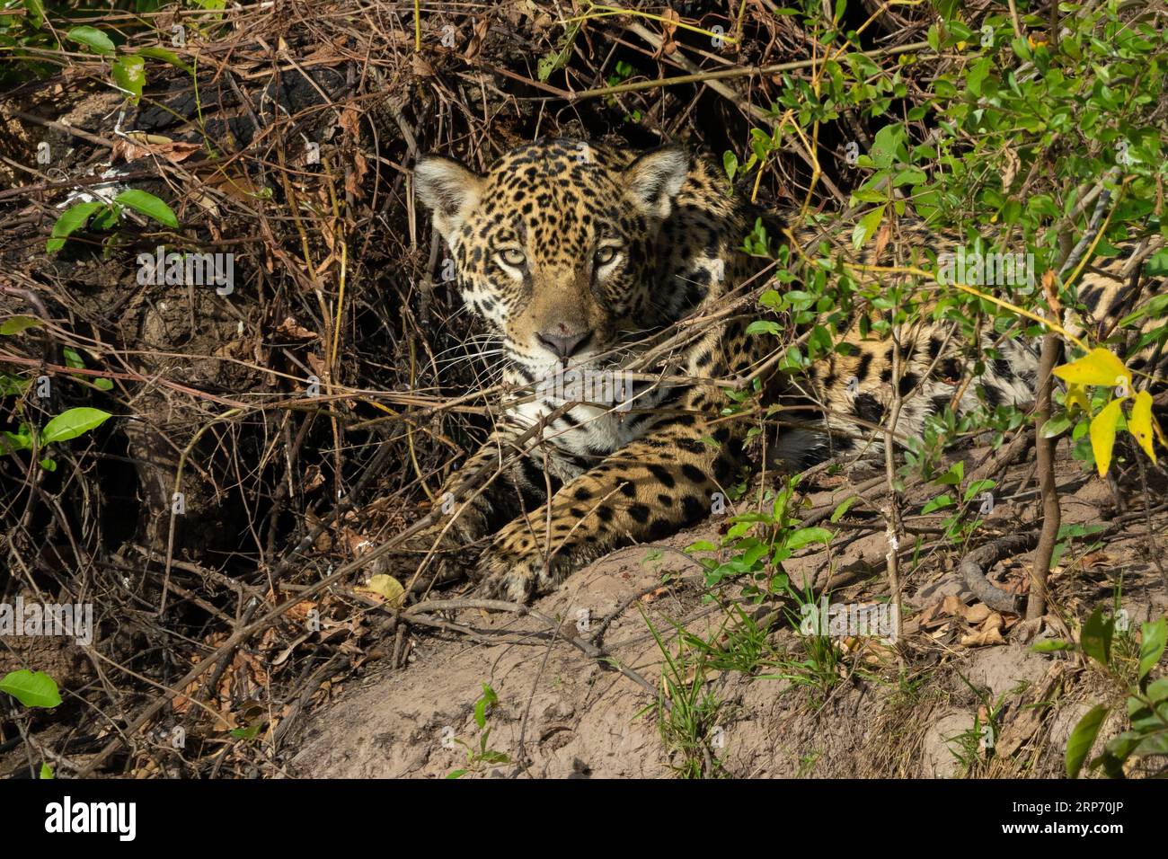 Jaguar maschio adulto. Foto Stock