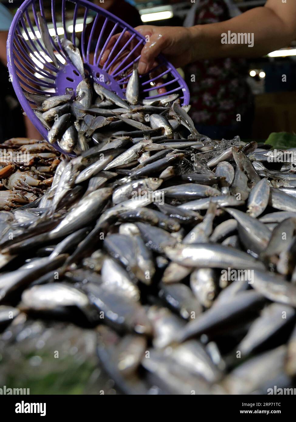 (190124) -- QUEZON, 24 gennaio 2019 -- Un venditore organizza sardine d'acqua dolce localmente note come tawilis vendute in un mercato a Quezon City, Filippine, 24 gennaio 2019. Le sardine d'acqua dolce Tawilis, un pesce che si può trovare solo nelle Filippine Lago Taal, sono ora una specie a rischio, come riportato dai media filippini giovedì. Uno studio condotto dall'International Union for Conservation of Nature (IUCN) dice che il tawilis, noto anche come bonbon sardines o sardinella d'acqua dolce, è stato contrassegnato come specie a rischio. FILIPPINE-QUEZON-MERCATO-SARDINE DI ACQUA DOLCE A RISCHIO ROUELLEXUMALI PUBLICATIONX Foto Stock