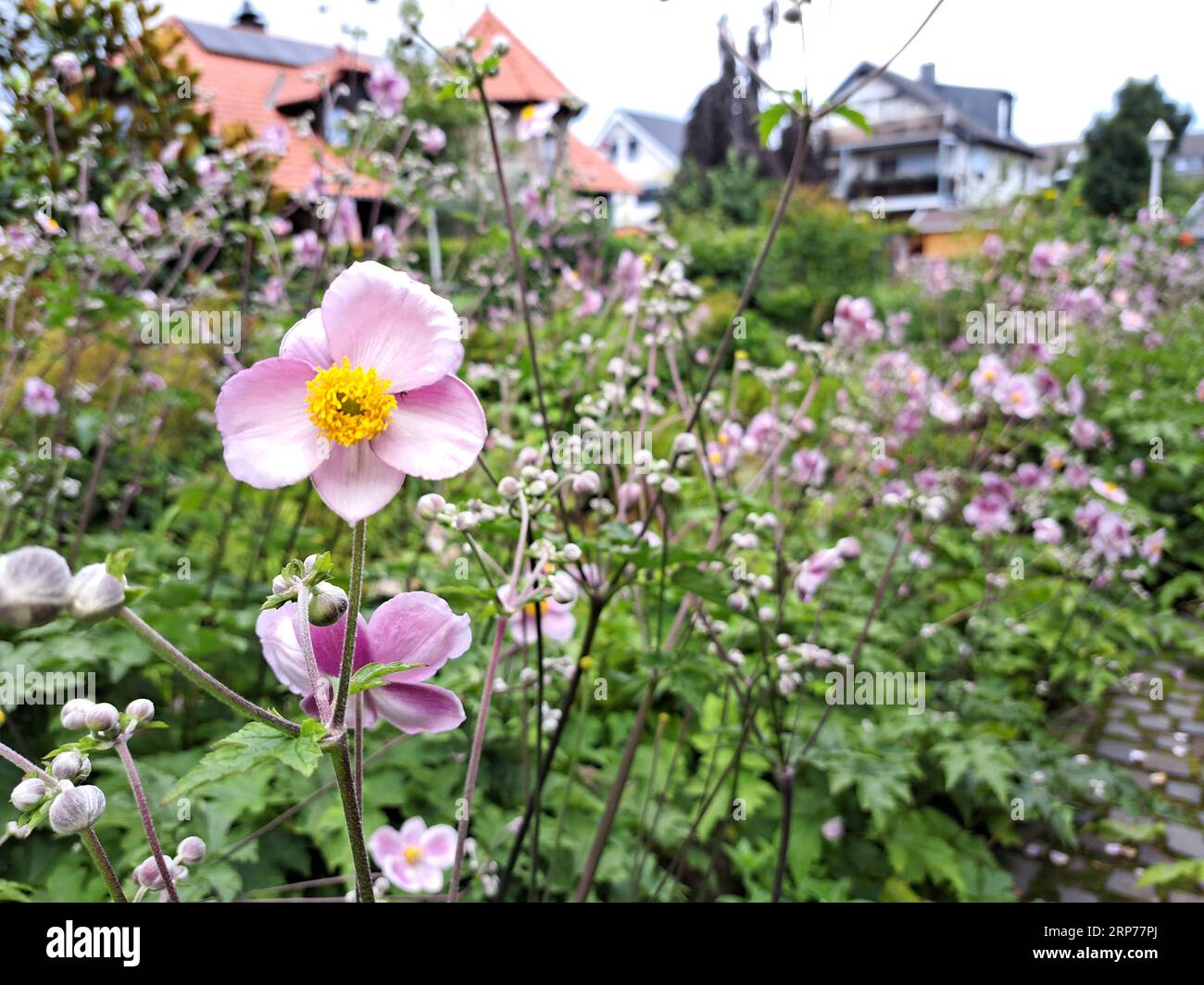 Rosa Herbst-Anemone (Anemone hupehensis, Syn. Eriocapitella hupehensis, Anemone japonica ) in einem naturnahen Vorgarten Foto Stock