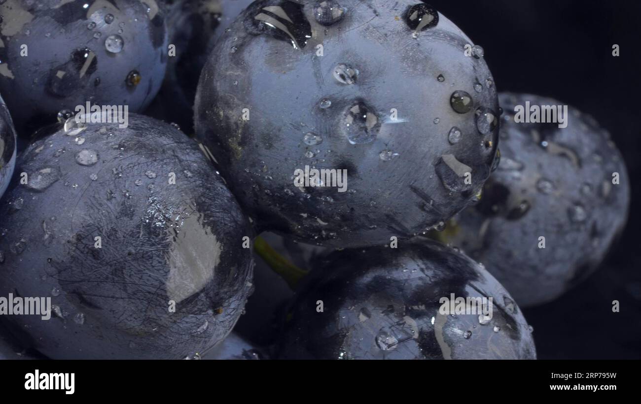 Primo piano di bacche di grappolo d'uva scuro con gocce d'acqua Foto Stock