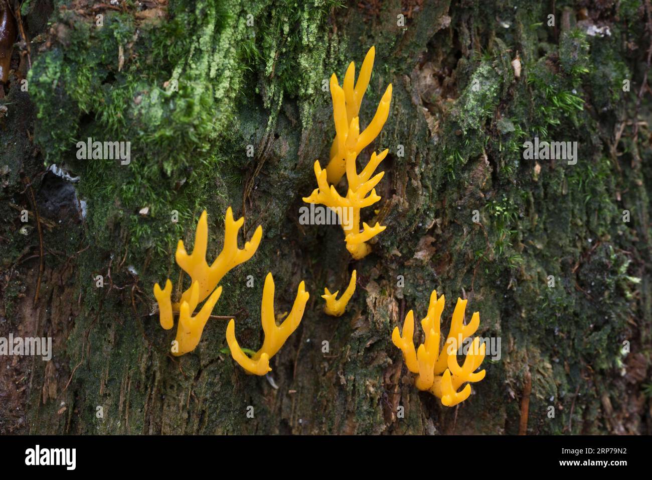 Stenografia gialla (Calocera viscosa), Emsland, bassa Sassonia, Germania Foto Stock