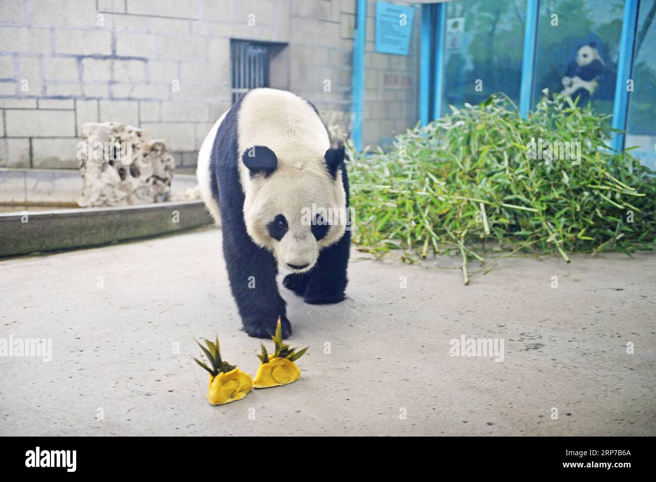 (190202) -- TIANJIN, 2 febbraio 2019 (Xinhua) -- Un panda gigante mangia ravioli speciali con frutta e verdura come ripieno per salutare il prossimo Festival di Primavera allo zoo di Tianjin a Tianjin, nel nord della Cina, 2 febbraio 2019. Il 5 febbraio di quest'anno si svolge il festival di primavera o il Capodanno lunare cinese. (Xinhua/Shi Songyu) CHINA-TIANJIN-SPRING FESTIVAL-ZOO (CN) PUBLICATIONxNOTxINxCHN Foto Stock