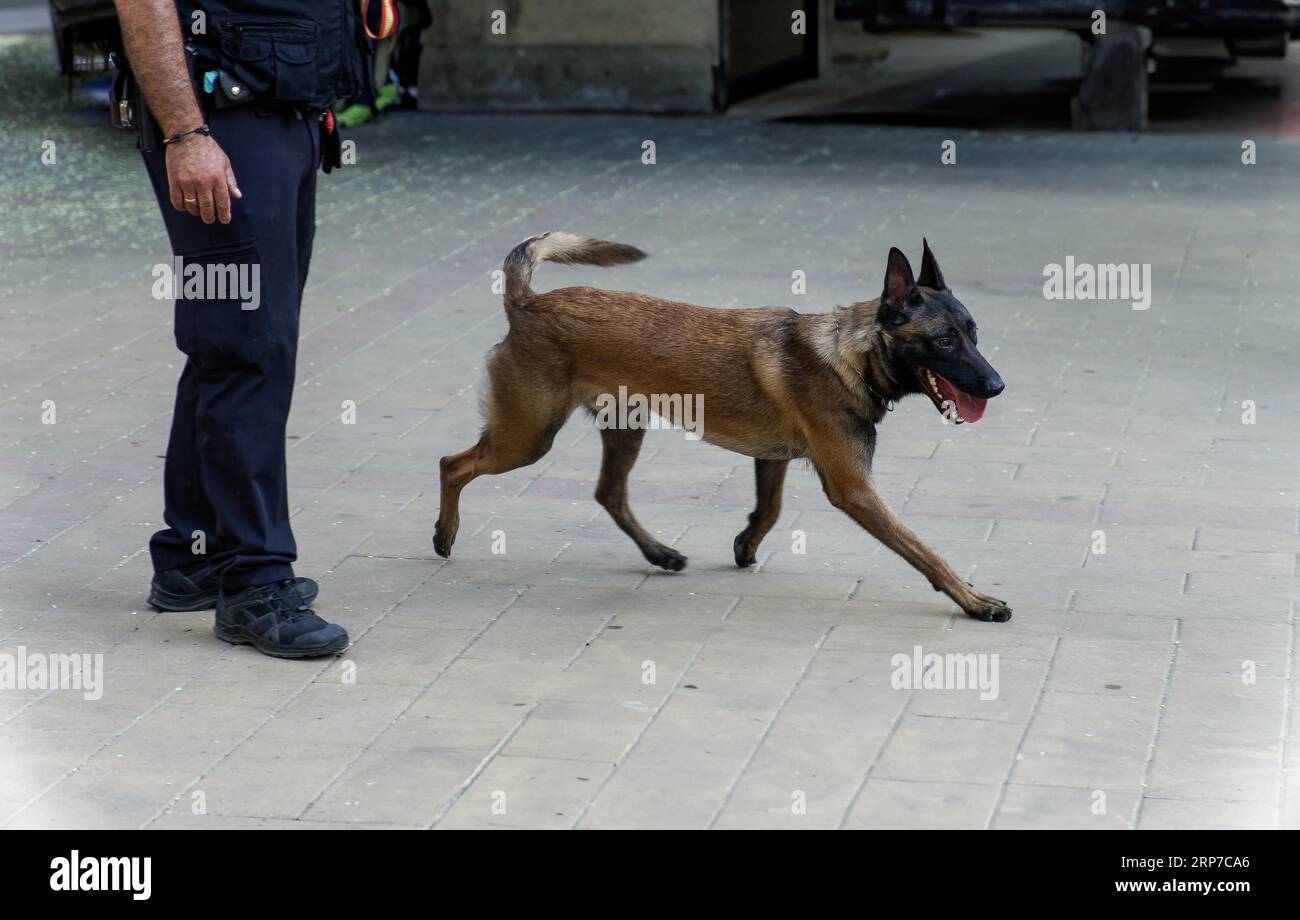 Formazione di un cane pastore belga Malinois per il lavoro di polizia Foto Stock
