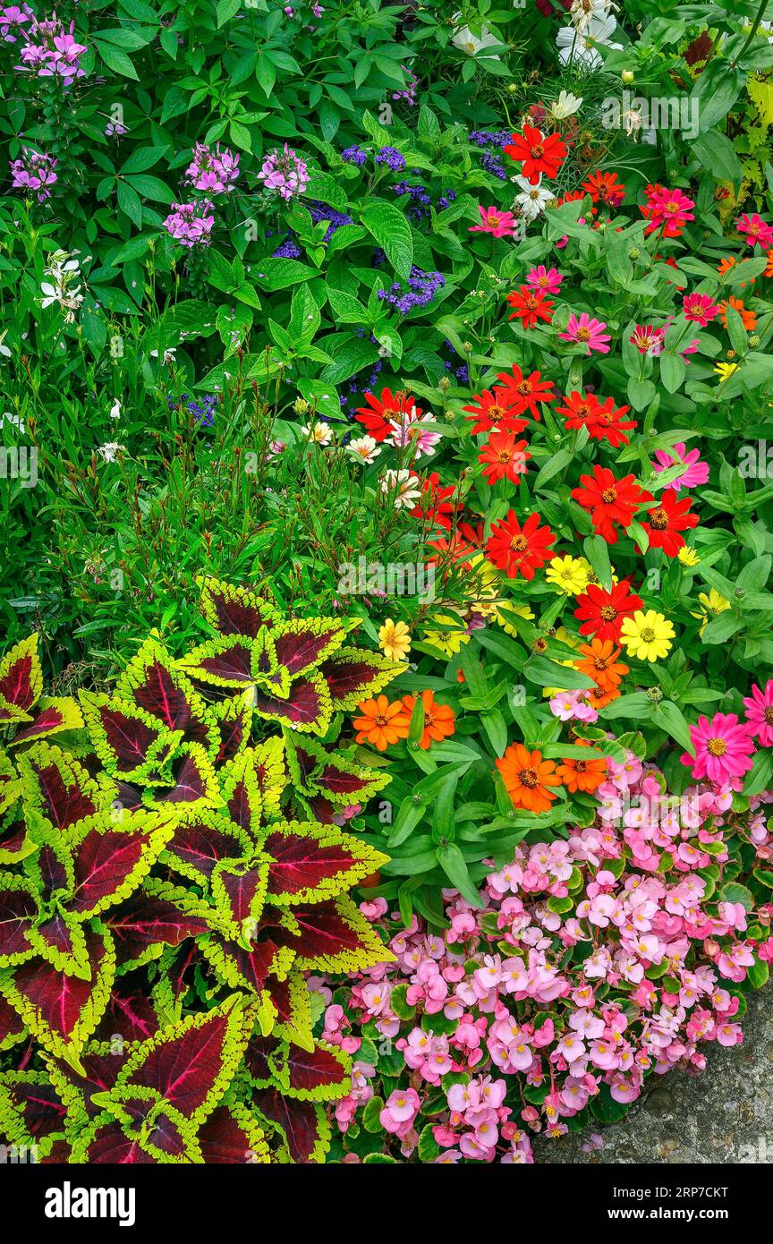 Fiori estivi, ortiche variegate (Solenostemon scutellarioides), zinnie (Zinnia elegans) e semperflorens begonias (Begonia x Foto Stock