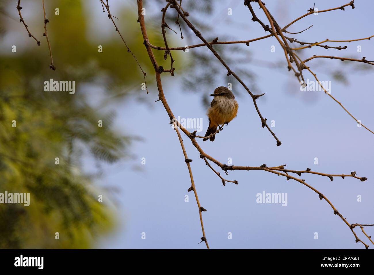Vermilion Flycatcher donna, distintamente più dubbiosa del suo compagno, si trova tranquillamente nel parco comunale urbano di Tucson, Arizona, Stati Uniti; Foto Stock