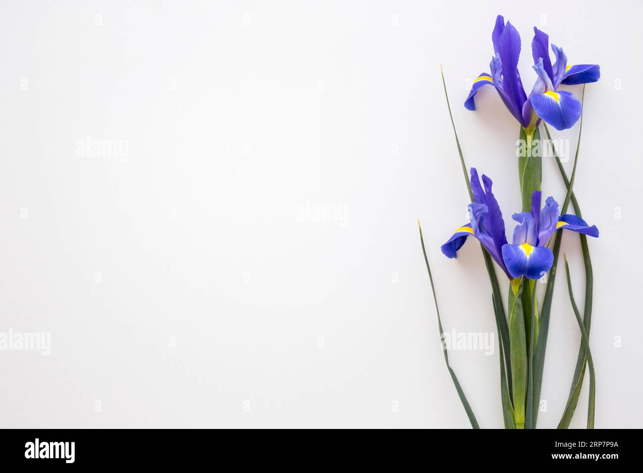 Viola iris fiori isolato sfondo bianco Foto Stock