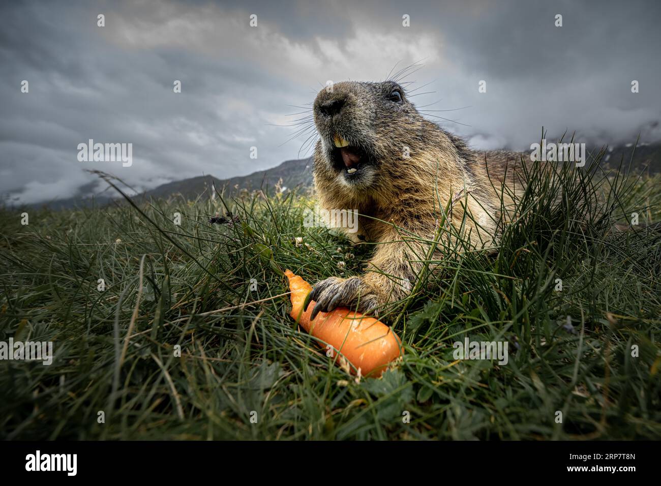 Marmotte selvatiche nella zona dell'ALTO TAURI, Salisburgo Foto Stock