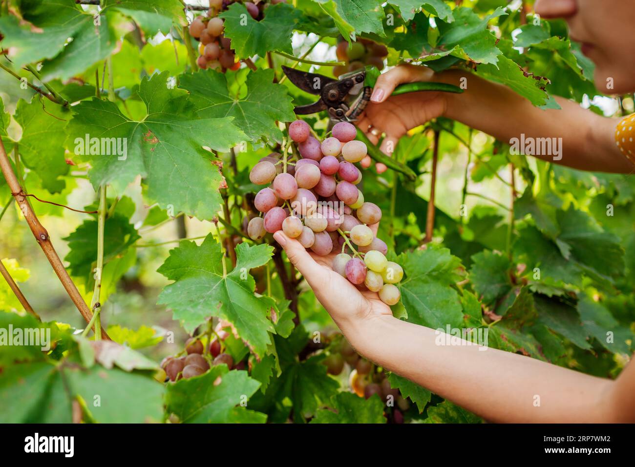 Coltivatore che vende uve in un'azienda agricola autunnale Donna che taglia uva da tavola rosa Livia con potatrice. Primo piano di un mazzo di frutta. Giardinaggio, concetto agricolo Foto Stock