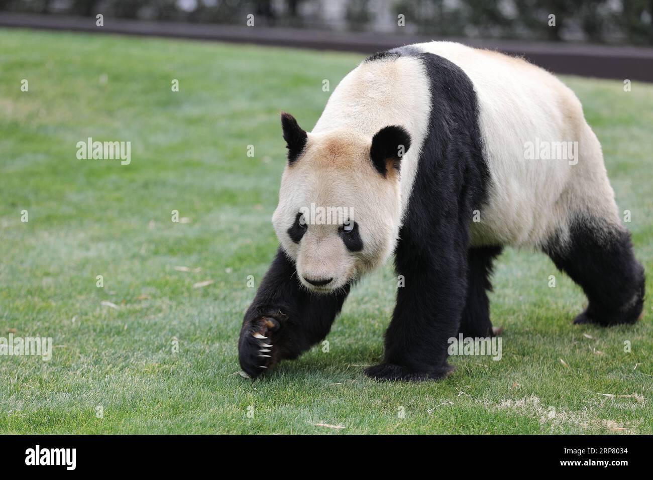(190214) -- WAKAYAMA, 14 febbraio 2019 (Xinhua) -- Giant panda Eimei vaga all'Adventure World di Shirahama, Wakayama, Giappone, 14 febbraio 2019. Eimei, 26 anni, ha ricevuto un cuscino fatto di bambù fresco e borsa gunny scritte parole giapponesi We Love Eimei , e ghiaccio a forma di cuore come regalo di San Valentino. (Xinhua/Du Xiaoyi) JAPAN-WAKAYAMA-PANDA-SAN VALENTINO PUBLICATIONxNOTxINxCHN Foto Stock
