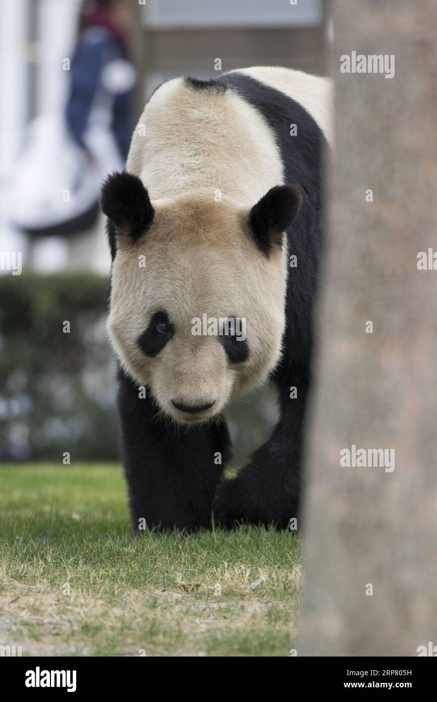(190214) -- WAKAYAMA, 14 febbraio 2019 (Xinhua) -- Giant panda Eimei vaga all'Adventure World di Shirahama, Wakayama, Giappone, 14 febbraio 2019. Eimei, 26 anni, ha ricevuto un cuscino fatto di bambù fresco e borsa gunny scritte parole giapponesi We Love Eimei , e ghiaccio a forma di cuore come regalo di San Valentino. (Xinhua/Du Xiaoyi) JAPAN-WAKAYAMA-PANDA-SAN VALENTINO PUBLICATIONxNOTxINxCHN Foto Stock