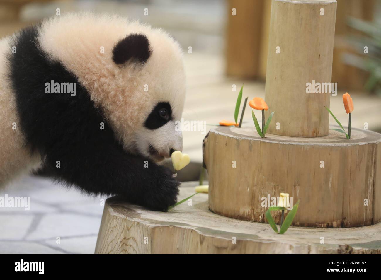 (190214) -- WAKAYAMA, 14 febbraio 2019 (Xinhua) -- il panda gigante Saihin guarda la mela e la carota affettate sulla sua torta all'Adventure World di Shirahama, Wakayama, Giappone, 14 febbraio 2019. Nato il 14 agosto 2018, Saihin ha una lunghezza di 90 centimetri e pesa ora 9,86 chilogrammi. (Xinhua/Du Xiaoyi) JAPAN-WAKAYAMA-PANDA-HALF BIRTHDAY PUBLICATIONxNOTxINxCHN Foto Stock