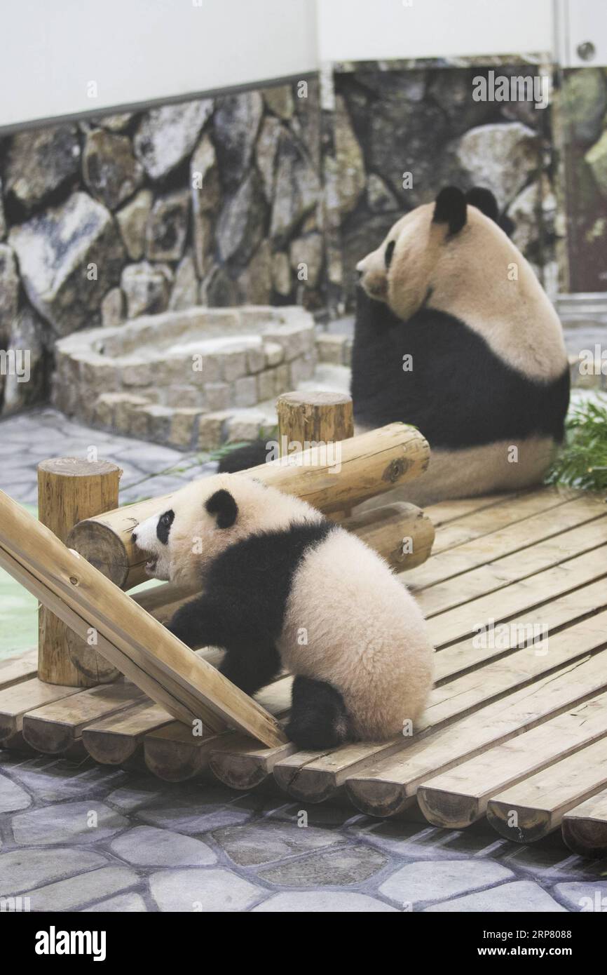 (190214) -- WAKAYAMA, 14 febbraio 2019 (Xinhua) -- Giant panda Saihin saluta il pubblico con sua madre all'Adventure World di Shirahama, Wakayama, Giappone, 14 febbraio 2019. Nato il 14 agosto 2018, Saihin ha una lunghezza di 90 centimetri e pesa ora 9,86 chilogrammi. (Xinhua/Du Xiaoyi) JAPAN-WAKAYAMA-PANDA-HALF BIRTHDAY PUBLICATIONxNOTxINxCHN Foto Stock