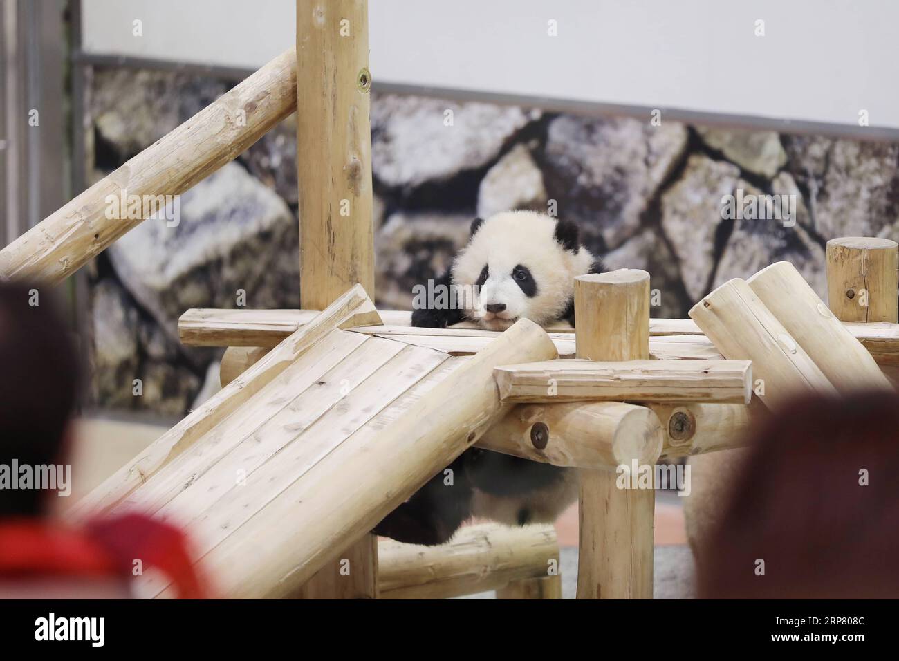 (190214) -- WAKAYAMA, 14 febbraio 2019 (Xinhua) -- Giant panda Saihin gioca sullo scivolo, il suo regalo di sei anni all'Adventure World di Shirahama, Wakayama, Giappone, 14 febbraio 2019. Nato il 14 agosto 2018, Saihin ha una lunghezza di 90 centimetri e pesa ora 9,86 chilogrammi. (Xinhua/Du Xiaoyi) JAPAN-WAKAYAMA-PANDA-HALF BIRTHDAY PUBLICATIONxNOTxINxCHN Foto Stock