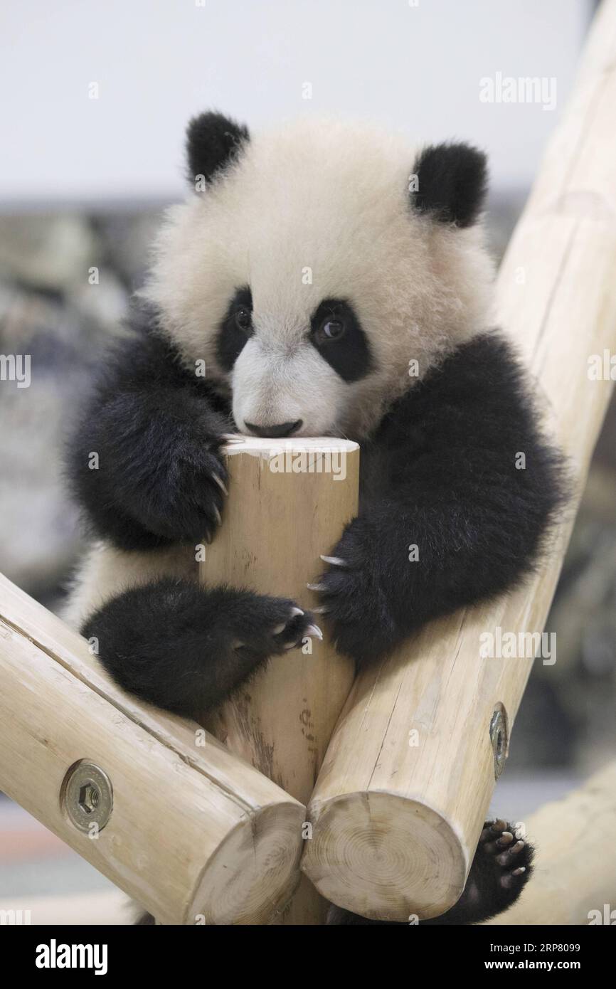 (190214) -- WAKAYAMA, 14 febbraio 2019 (Xinhua) -- Giant panda Saihin gioca sullo scivolo, il suo regalo di sei anni all'Adventure World di Shirahama, Wakayama, Giappone, 14 febbraio 2019. Nato il 14 agosto 2018, Saihin ha una lunghezza di 90 centimetri e pesa ora 9,86 chilogrammi. (Xinhua/Du Xiaoyi) JAPAN-WAKAYAMA-PANDA-HALF BIRTHDAY PUBLICATIONxNOTxINxCHN Foto Stock
