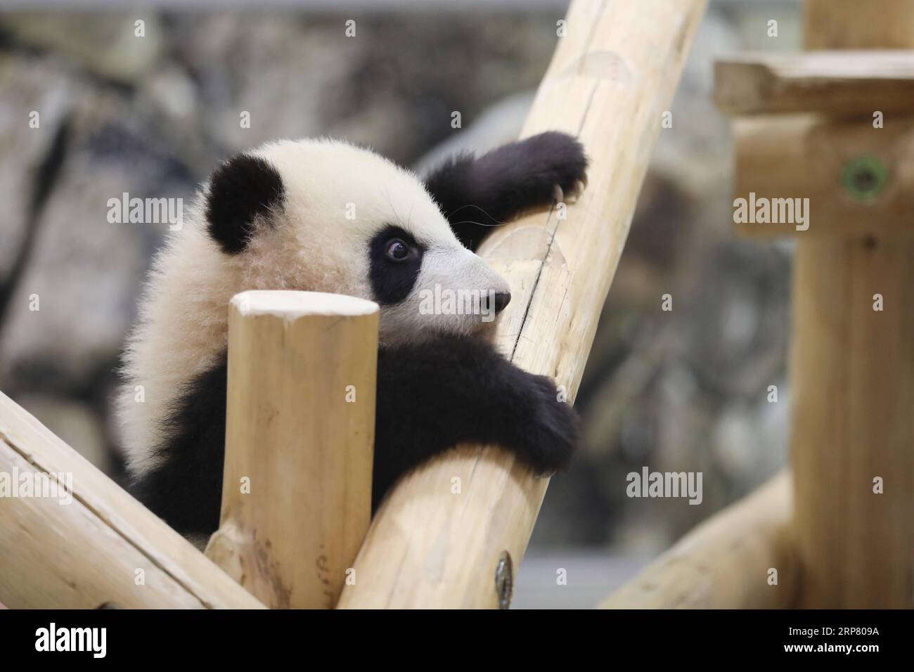 (190214) -- WAKAYAMA, 14 febbraio 2019 (Xinhua) -- Giant panda Saihin gioca sullo scivolo, il suo regalo di sei anni all'Adventure World di Shirahama, Wakayama, Giappone, 14 febbraio 2019. Nato il 14 agosto 2018, Saihin ha una lunghezza di 90 centimetri e pesa ora 9,86 chilogrammi. (Xinhua/Du Xiaoyi) JAPAN-WAKAYAMA-PANDA-HALF BIRTHDAY PUBLICATIONxNOTxINxCHN Foto Stock