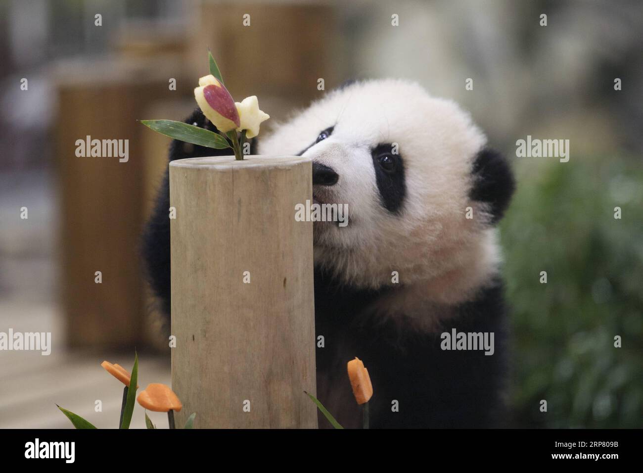 (190214) -- WAKAYAMA, 14 febbraio 2019 (Xinhua) -- il panda gigante Saihin guarda la mela e la carota affettate sulla sua torta all'Adventure World di Shirahama, Wakayama, Giappone, 14 febbraio 2019. Nato il 14 agosto 2018, Saihin ha una lunghezza di 90 centimetri e pesa ora 9,86 chilogrammi. (Xinhua/Du Xiaoyi) JAPAN-WAKAYAMA-PANDA-HALF BIRTHDAY PUBLICATIONxNOTxINxCHN Foto Stock