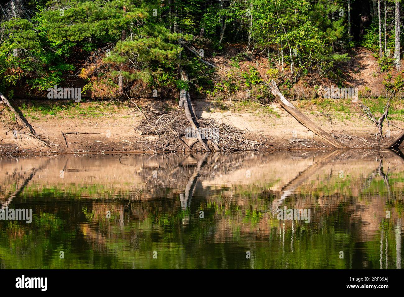 Casa di Beaver a Rainbow Flowage nel Wisconsin settentrionale completamente esposta a causa dell'acqua bassa, orizzontale Foto Stock