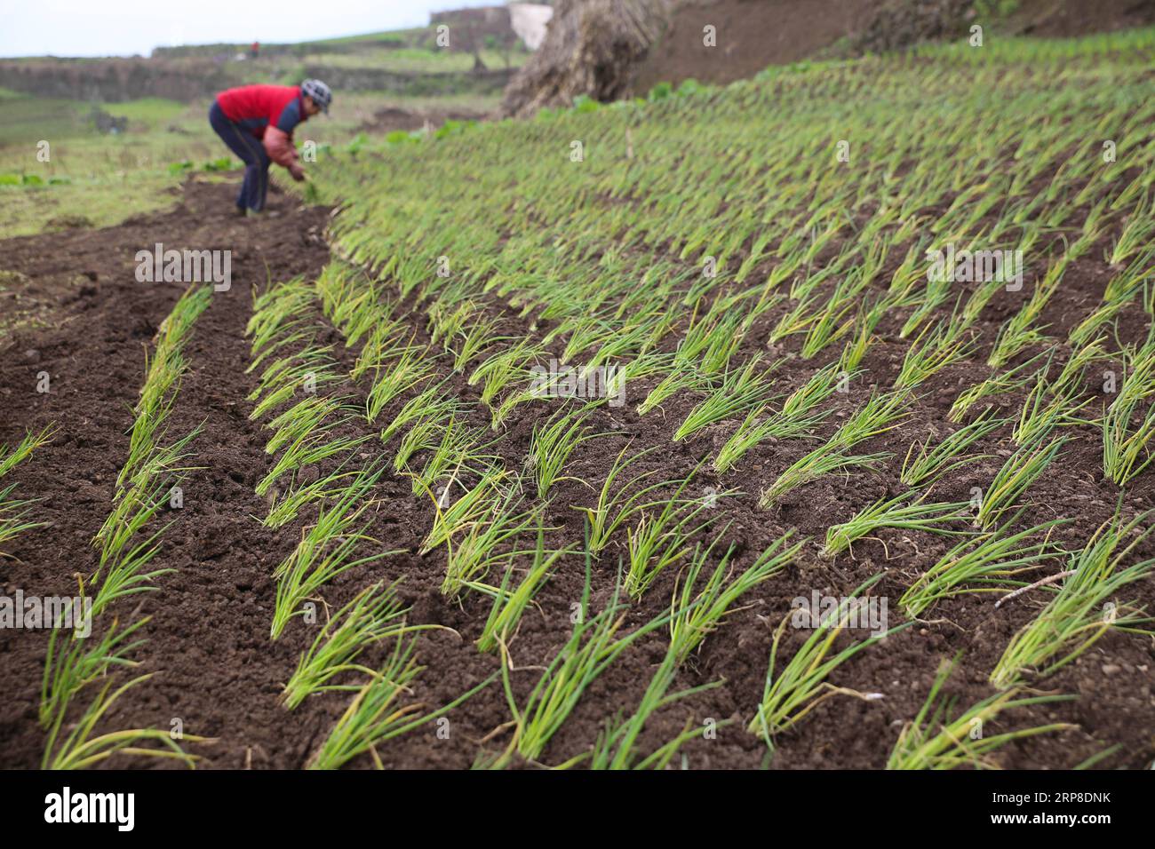 (190301) -- BIJIE, 1 marzo 2019 (Xinhua) -- Un agricoltore pianta erba cipollina nel villaggio di Longjing, contea di Dafang, città di Bijie, provincia di Guizhou della Cina sud-occidentale, 28 febbraio 2019. (Xinhua/Luo Dafu) CHINA-SPRING-FARMING (CN) PUBLICATIONxNOTxINxCHN Foto Stock