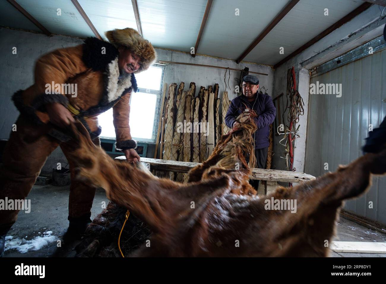 (190301) -- ALTAY, 1 marzo 2019 (Xinhua) -- foto scattata il 20 dicembre 2018 mostra Silanbek Sahshi (L) e il suo amico che controllano il nascondiglio nel laboratorio di Silanbek Sahshi ad Altay, nella regione autonoma Xinjiang Uygur della Cina nordoccidentale. Silanbek Sahshi, un uomo di 65 anni del gruppo etnico kazak, è un erede della tradizionale produzione di pelo e snowboard nello Xinjiang. Silanbek, erede di quarta generazione dell'artigianato della sua famiglia, è impegnato nell'artigianato da quasi 50 anni. Gli snowboard in pelliccia sono fatti di pino o betulla e ricoperti di pelli di cavallo. Il cavallo può fornire attrito durante gli sciatori Foto Stock