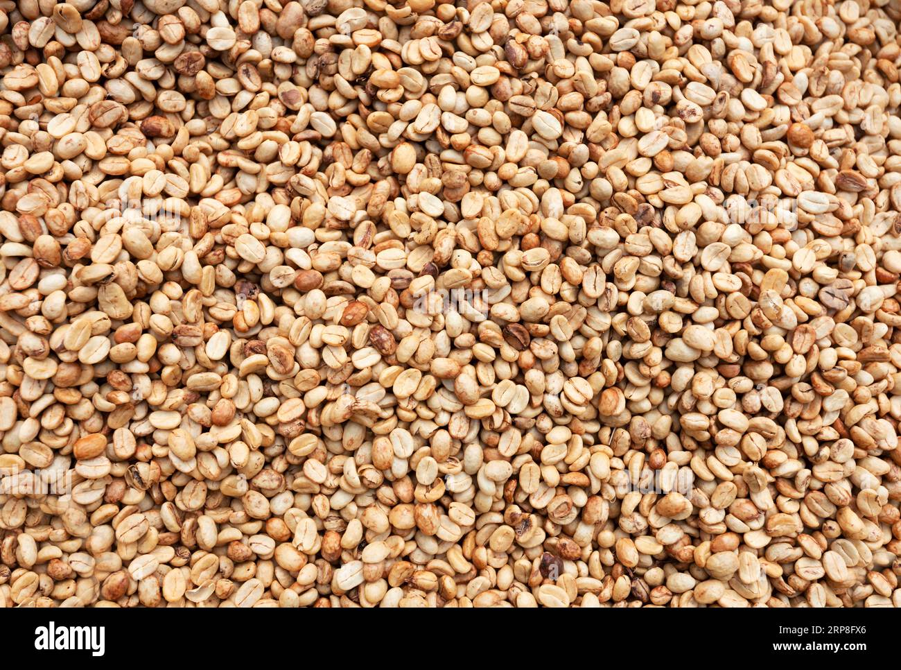Nel sud rurale del Laos, un coltivatore di caffè indipendente asciuga i suoi chicchi al sole, nella sua terra nella relativa freschezza delle montagne basse. Foto Stock