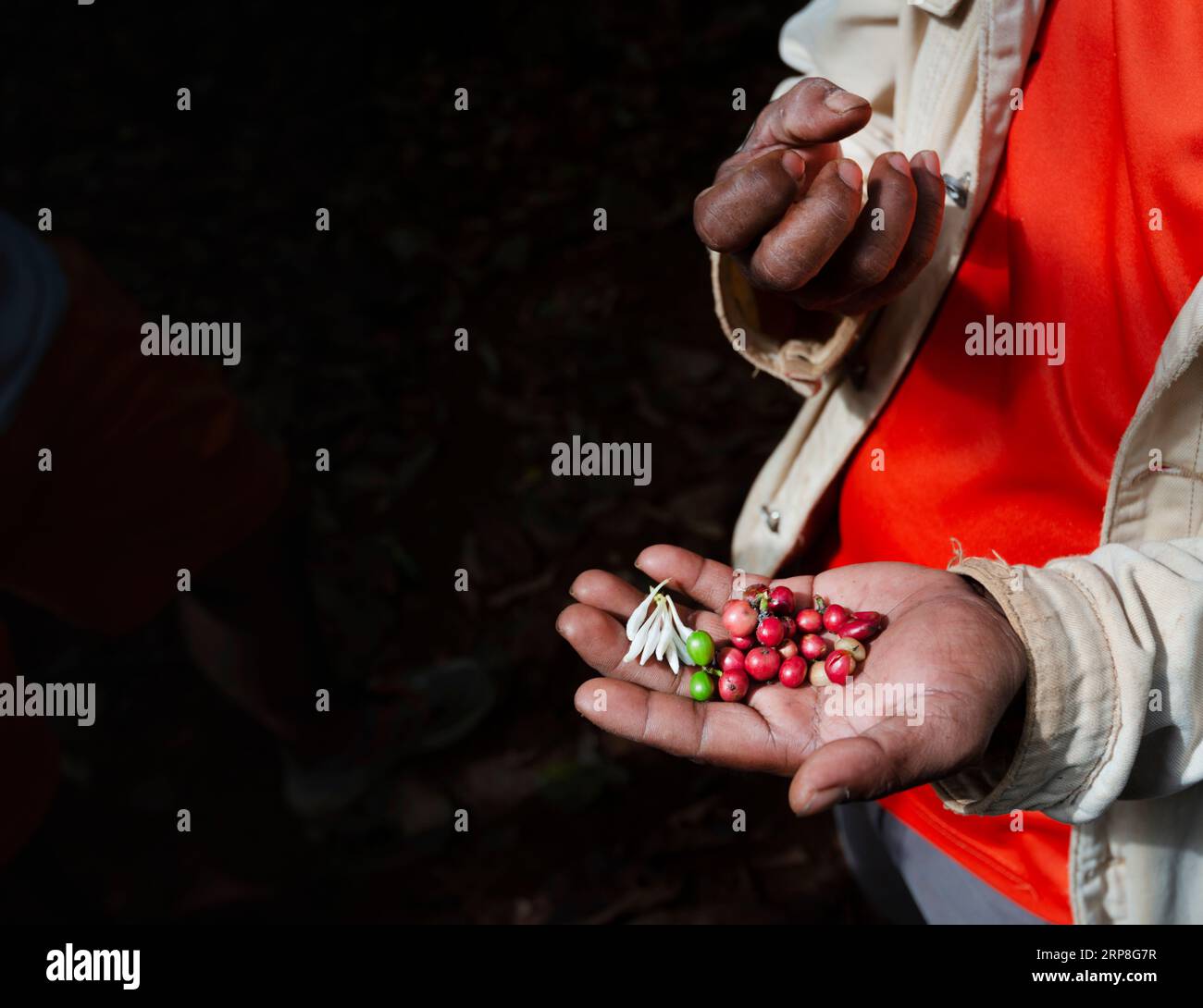 Sulle colline del Laos meridionale, un contadino raccoglie e tiene in mano bacche rosse come chicchi di caffè, per mostrare lo stato di sviluppo, nella sua terra nella relativa freschezza Foto Stock
