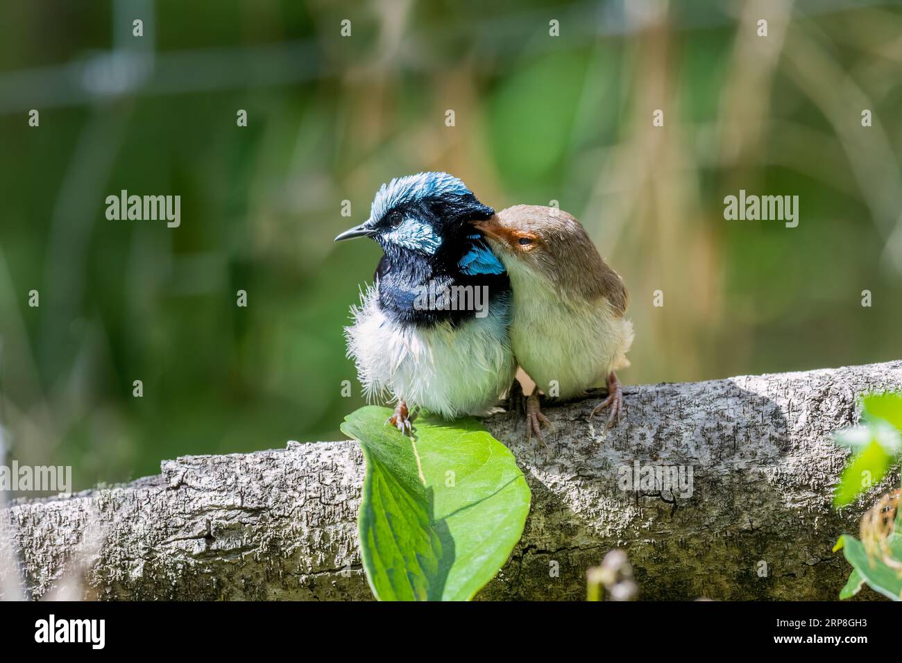 Due superbi uccelli Fairywren (Malurus cyaneus) arroccati su un ramo, Queensland Australia. Foto Stock