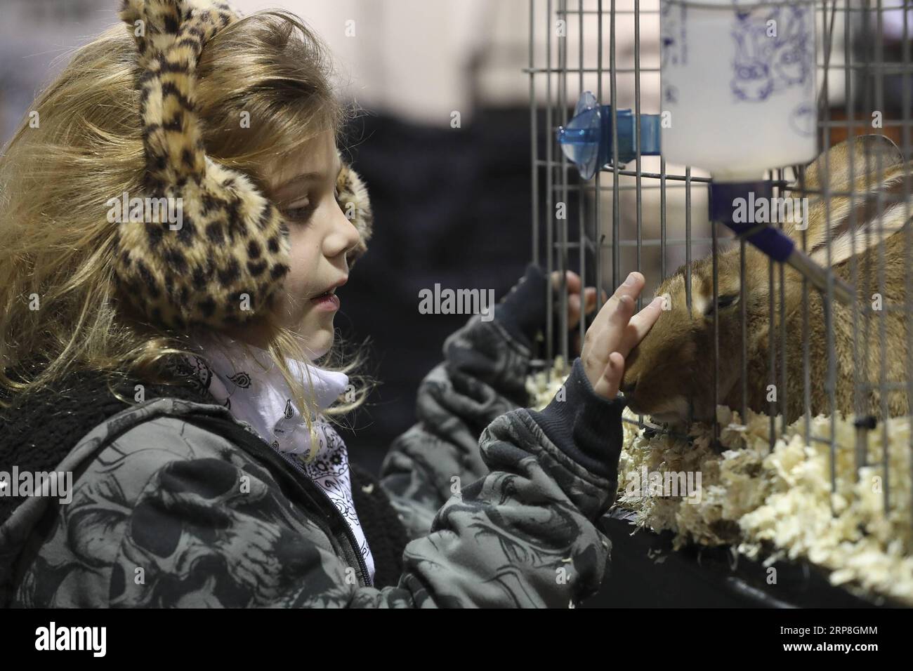 (190305) -- HOUSTON, 5 marzo 2019 -- Una ragazza gioca con un coniglio gigante fiammingo prima del Youth Breeding Rabbit and Cavy Costume Contest a Houston, Texas, Stati Uniti, il 4 marzo 2019. Il concorso si è tenuto qui lunedì come parte dello Houston Livestock Show and Rodeo che si è tenuto fino al 17 marzo. ) U.S.-HOUSTON-RABBIT-CAVY-COSTUME CONTEST Yi-ChinxLee PUBLICATIONxNOTxINxCHN Foto Stock