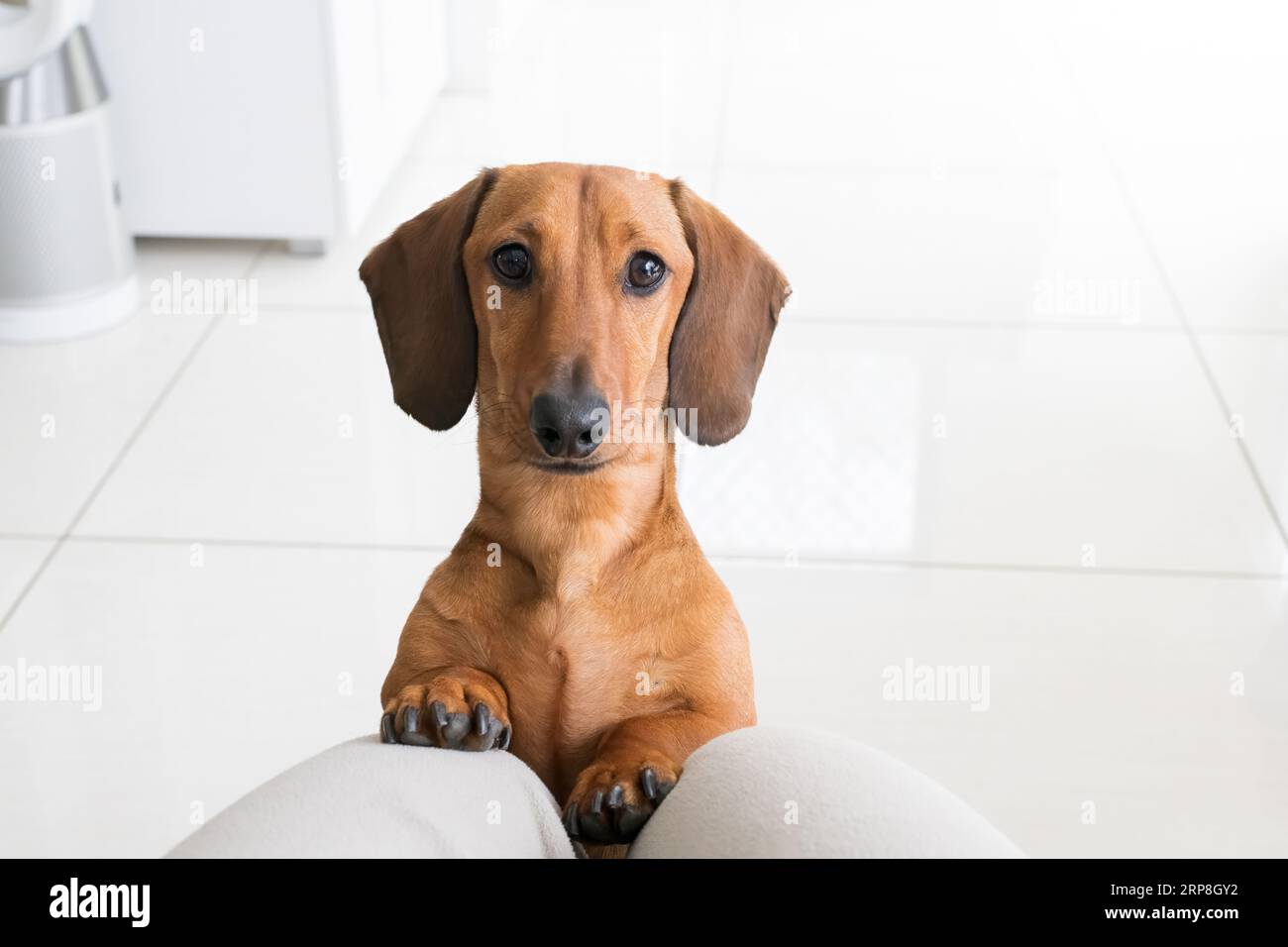Cane Doxie Wiener in miniatura dachshund che guarda il proprietario all'interno della loro casa con le zampe in giro Foto Stock