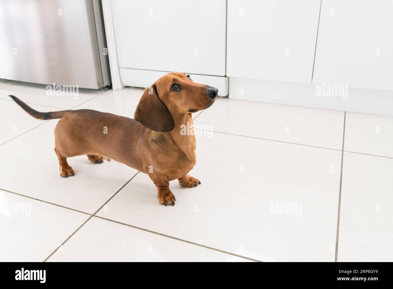 Cane Doxie Wiener in miniatura dachshund che guarda il proprietario all'interno della loro casa in attesa di essere nutrito Foto Stock