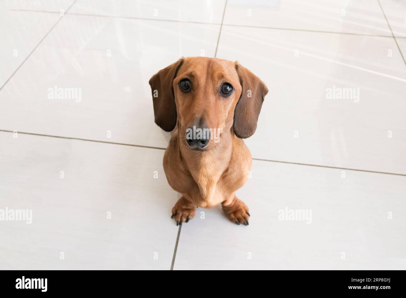 Cane Doxie Wiener in miniatura Dachshund che guarda il proprietario all'interno della loro casa Foto Stock