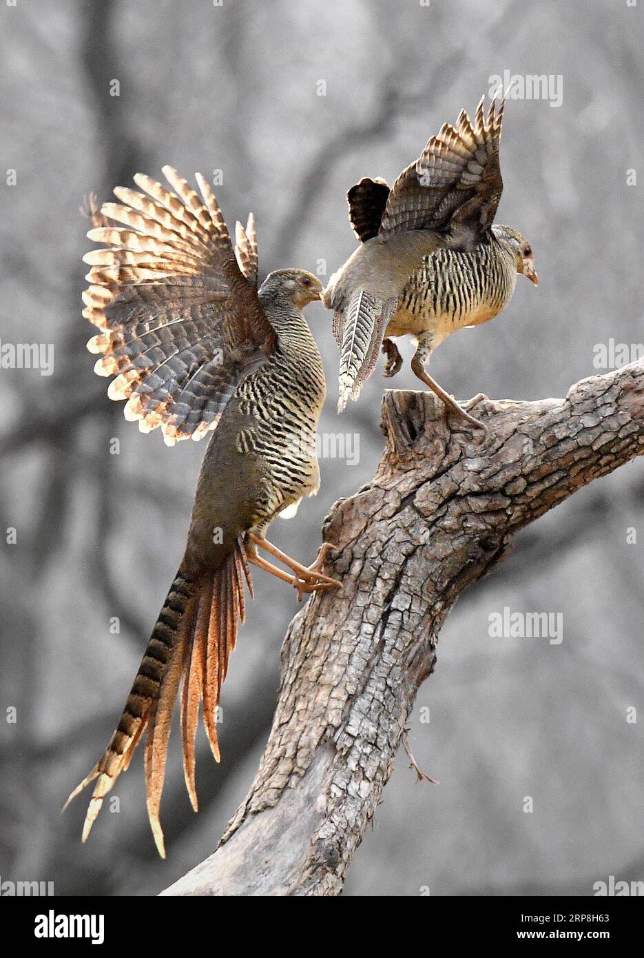 (190306) -- RUYANG, 6 marzo 2019 -- due fagiani d'oro si divertono nei boschi al villaggio di Mengcun nella contea di Ruyang, nella provincia centrale di Henan nella Cina, il 5 marzo 2019. Mengcun Village si trova sul Monte Funiu. Di solito è colpita da nevicate negli inverni e gli uccelli selvatici sono privi di cibo. Wang Liuji, un ranger forestale del villaggio di 59 anni, nutre gli uccelli con i prodotti alimentari della sua famiglia, una mossa che lo ha reso noto come lo zio degli uccelli . Il raduno di uccelli selvatici ha attirato molti fotografi. Wang li organizza per scattare foto nelle posizioni appropriate senza disturbare gli uccelli e. Foto Stock