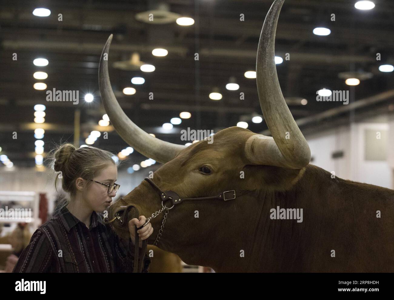 (190306) -- HOUSTON, 6 marzo 2019 -- Una ragazza e il suo Texas Longhorn aspettano di prendere parte al Texas Longhorn Contest a Houston, Texas, Stati Uniti, il 5 marzo 2019. Il concorso si è tenuto qui come parte dello Houston Livestock Show and Rodeo che si è tenuto fino al 17 marzo. ) U.S.-HOUSTON-LIVESTOCK SHOW-TEXAS LONGHORN CONTEST Yi-ChinxLee PUBLICATIONxNOTxINxCHN Foto Stock