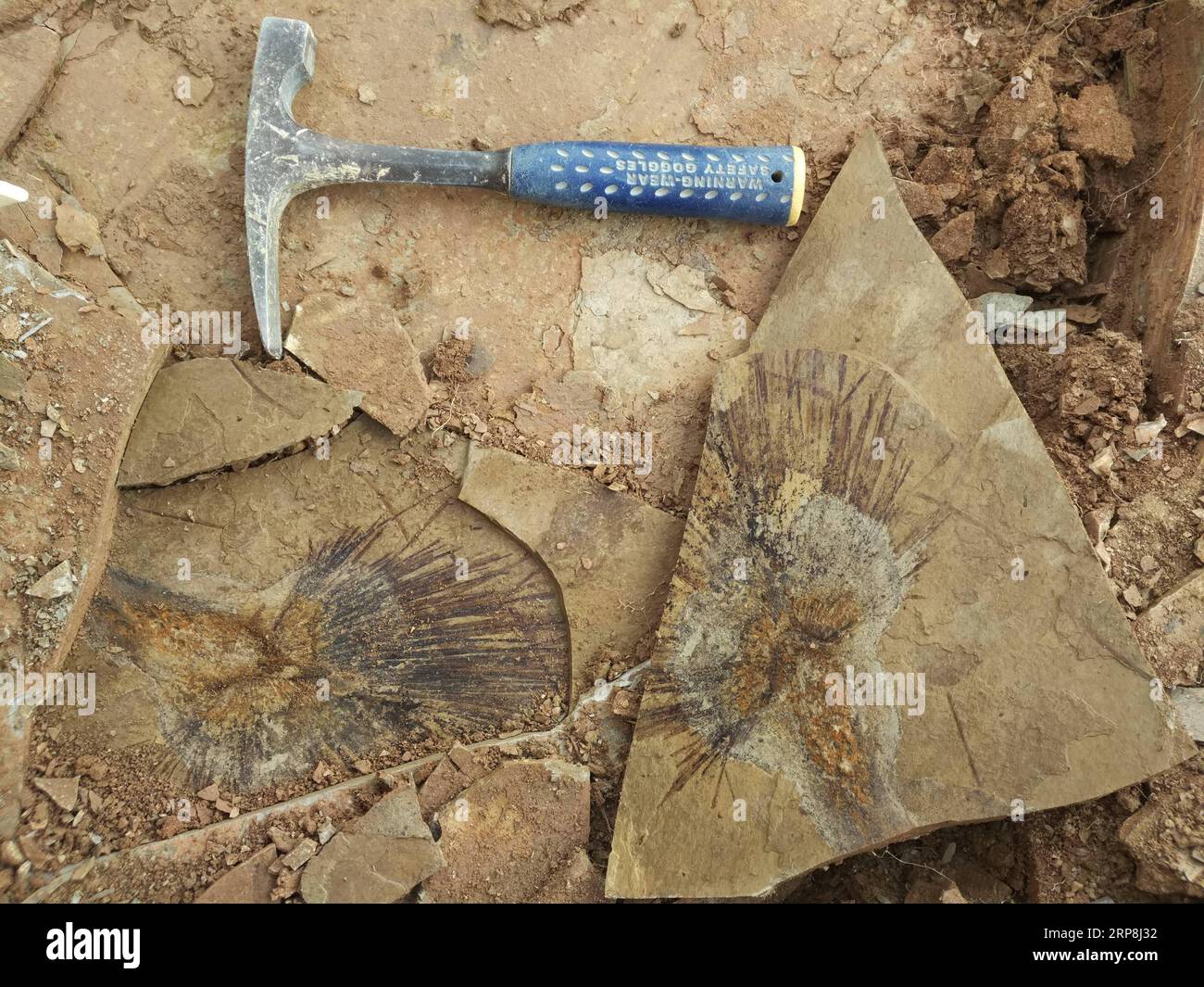 (190307) -- KUNMING, 7 marzo 2019 (Xinhua) -- la foto del file non datato mostra le foglie di palma fossilizzate scoperte allo strato del bacino di Lunpola nella regione autonoma del Tibet della Cina sud-occidentale. La scoperta di foglie di palma fossilizzate sull'altopiano del Qinghai-Tibet freddo e ad alta quota ha portato gli scienziati a trarre nuove conclusioni su quando l'altopiano ha raggiunto la sua altezza attuale. Su Tao, uno dei principali scienziati dello studio del giardino botanico tropicale di Xishuangbanna, ha detto che la parte centrale dell'altopiano non ha raggiunto la sua attuale altitudine di circa 4.500 metri fino a 23 milioni di anni fa. La conclusione Foto Stock