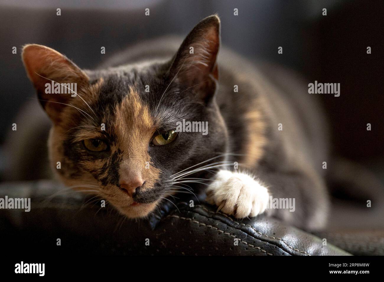 (Colton, USA---03 settembre 2023) Un concorrente che prende le rapide sul fiume Raquette fuori Colton, NY come parte del Whitewater Monarch of New Foto Stock