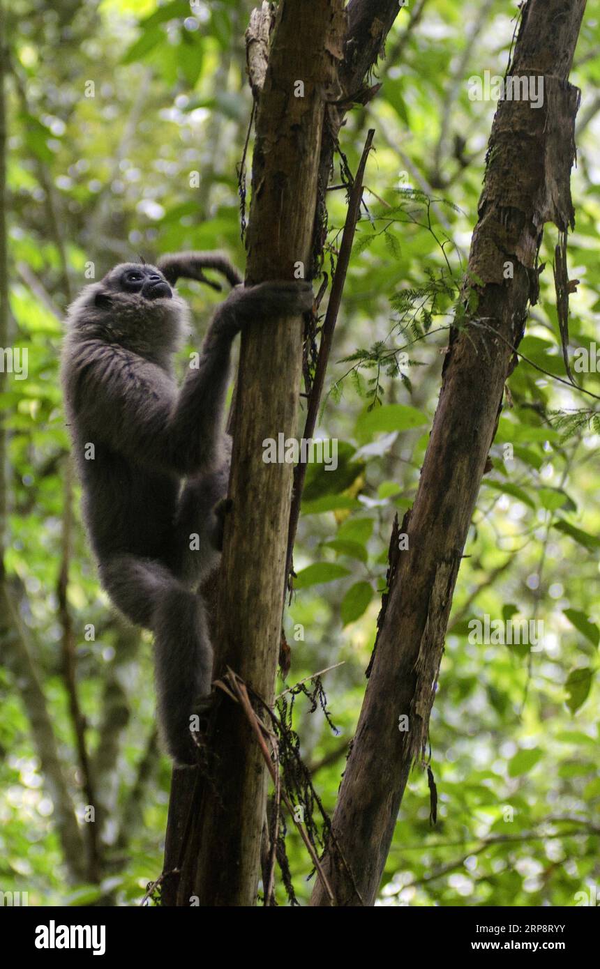 (190314) -- GIAVA OCCIDENTALE, 14 marzo 2019 -- Un gibbone argentato di Giava ( Hylobates Moloch ) è visto su un albero dopo essere stato rilasciato in natura a Gunung Tilu, conservazione selvatica a Giava Occidentale, Indonesia. 14 marzo 2019. Due dei gibbon argentati di Giava furono rilasciati in natura per rinforzare la popolazione di questi primati). INDONESIA-GIAVA OCCIDENTALE-GIAVA ARGENTATO GIBBON-RILASCIATO SEPTIANJAR PUBLICATIONXNOTXINXCHN Foto Stock