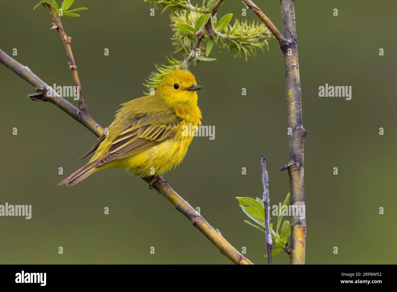 Un maschio Yellow Warbler Foto Stock