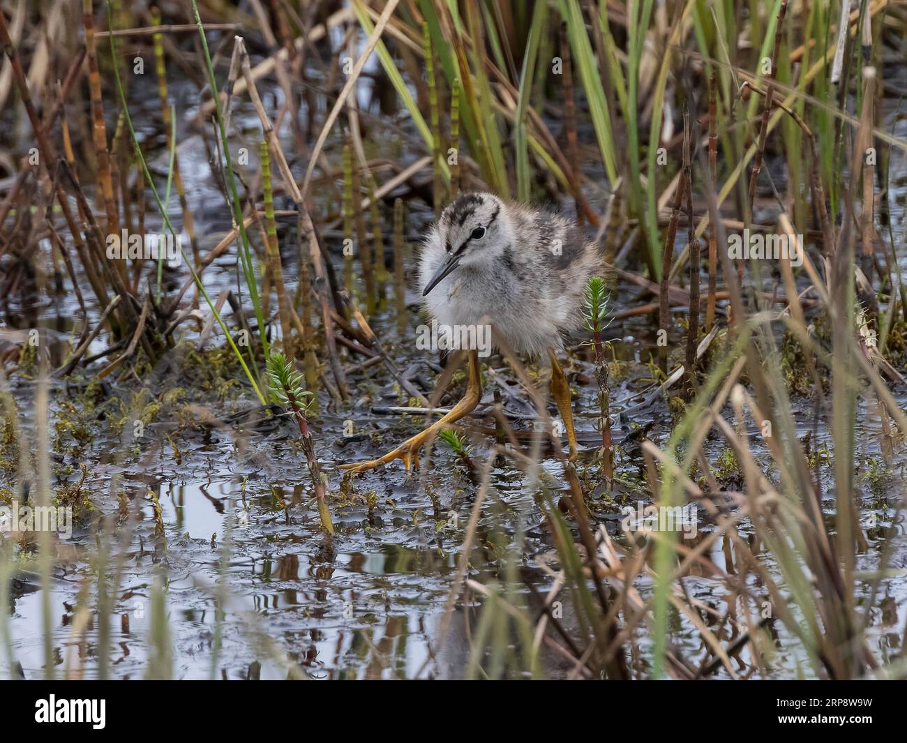 Piccole gambe di giallo immature in Alaska Foto Stock