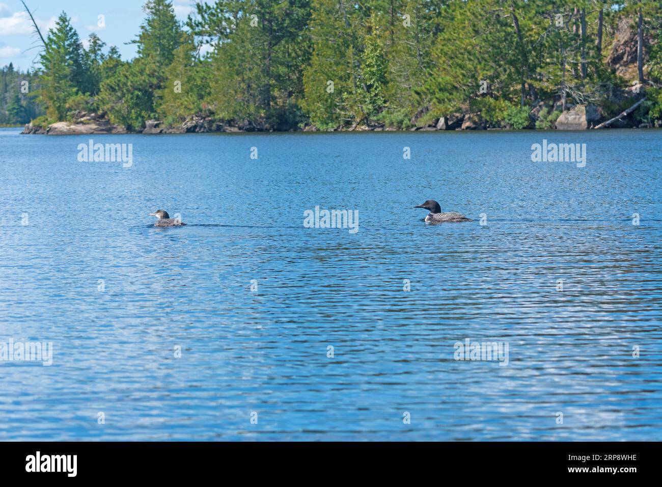 Mamma e Baby Loon nuotano insieme nel lago Ogishkemuncie, nelle acque del confine del Minnesota Foto Stock